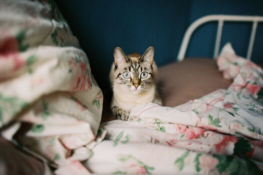 Marat Safin